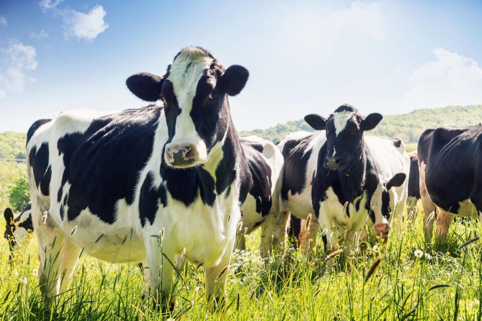 Tesco and Arla launch groundbreaking sustainability partnership to help transform the dairy industry