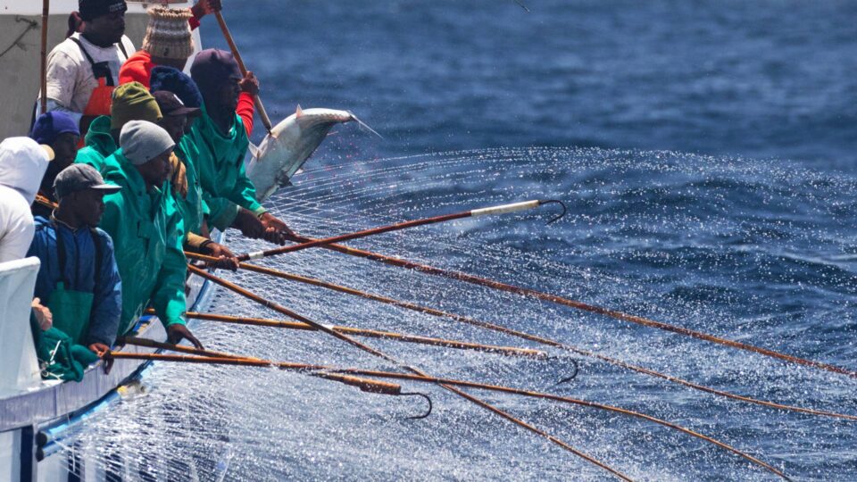 The Marine Stewardship Council (MSC) has launched a new venture designed to incentivize fisheries improvement and prepare them for certification.