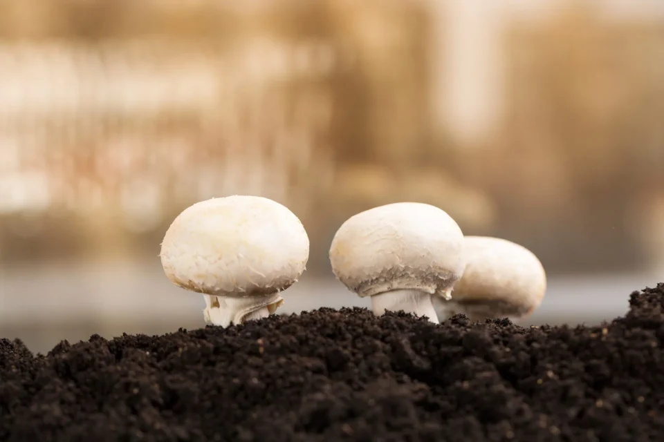 SMC partners with Mountain View Mushrooms to enhance distribution