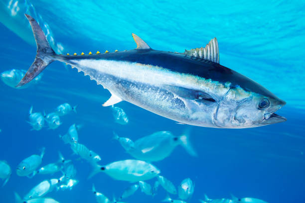 Tuna Cluster