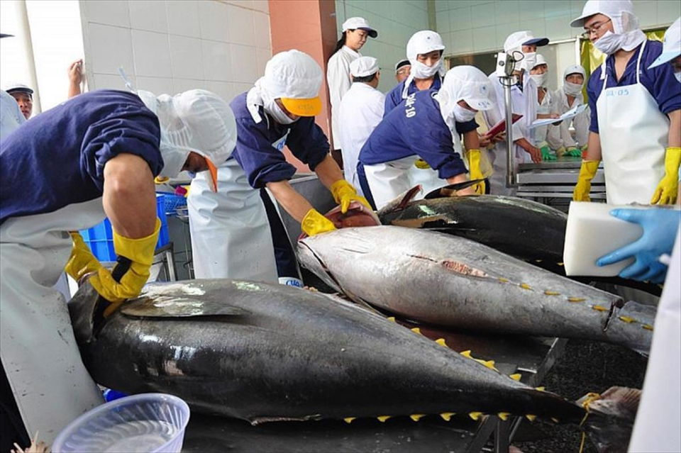 Tuna exports need momentum for accelerated growth in 2025