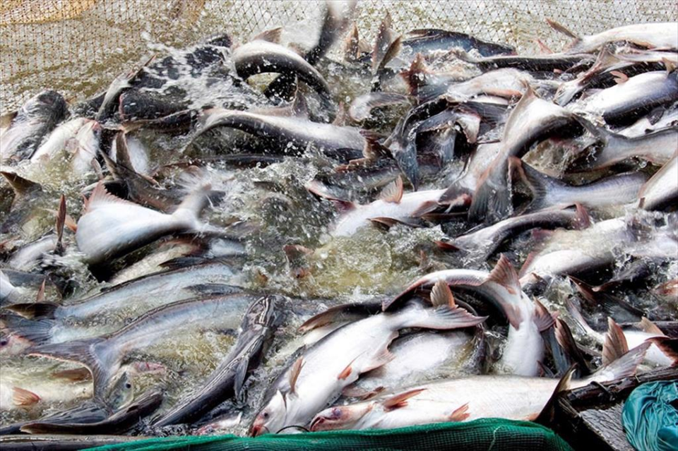 What will drive Vietnam’s pangasius exports in 2025?